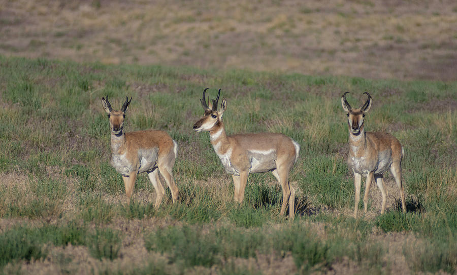 pronghorn antelope in Nye County, Nevada.