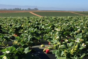 photo of CalGiant Berry Farms